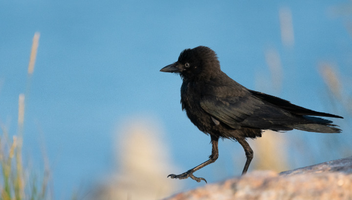 La ville aux oiseaux